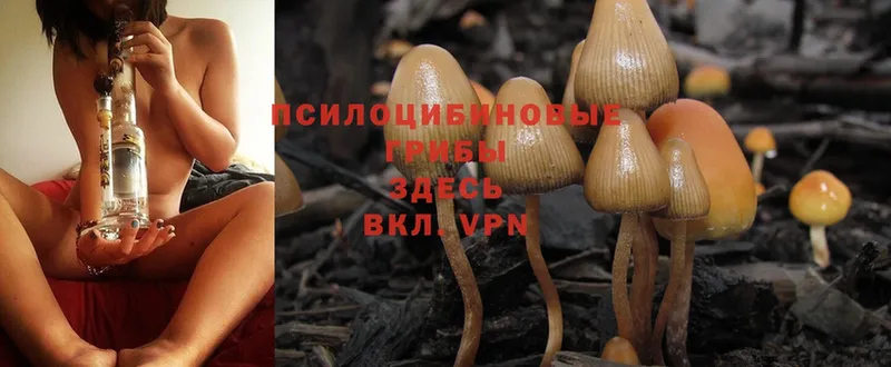 Псилоцибиновые грибы MAGIC MUSHROOMS  Касли 